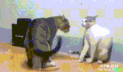 荒ぶる動物たち