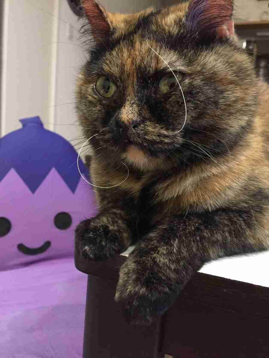 荒ぶる動物たち