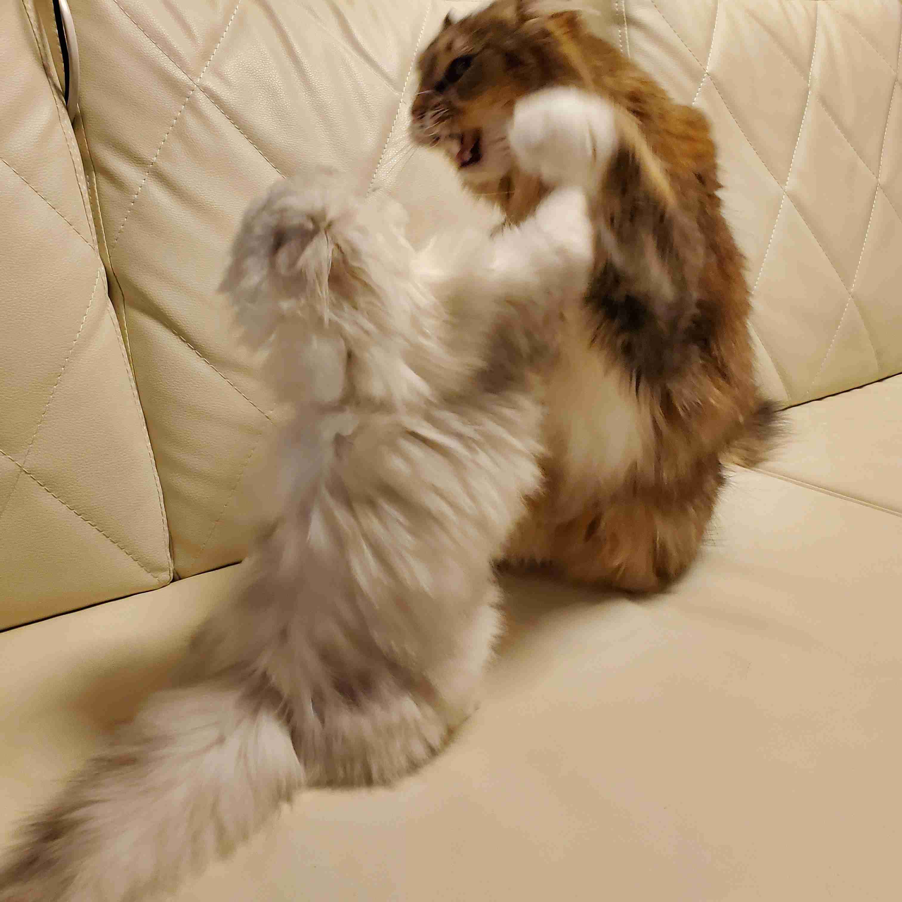 荒ぶる動物たち