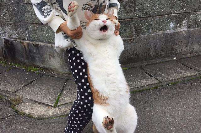 荒ぶる動物たち