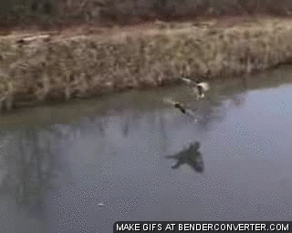 荒ぶる動物たち