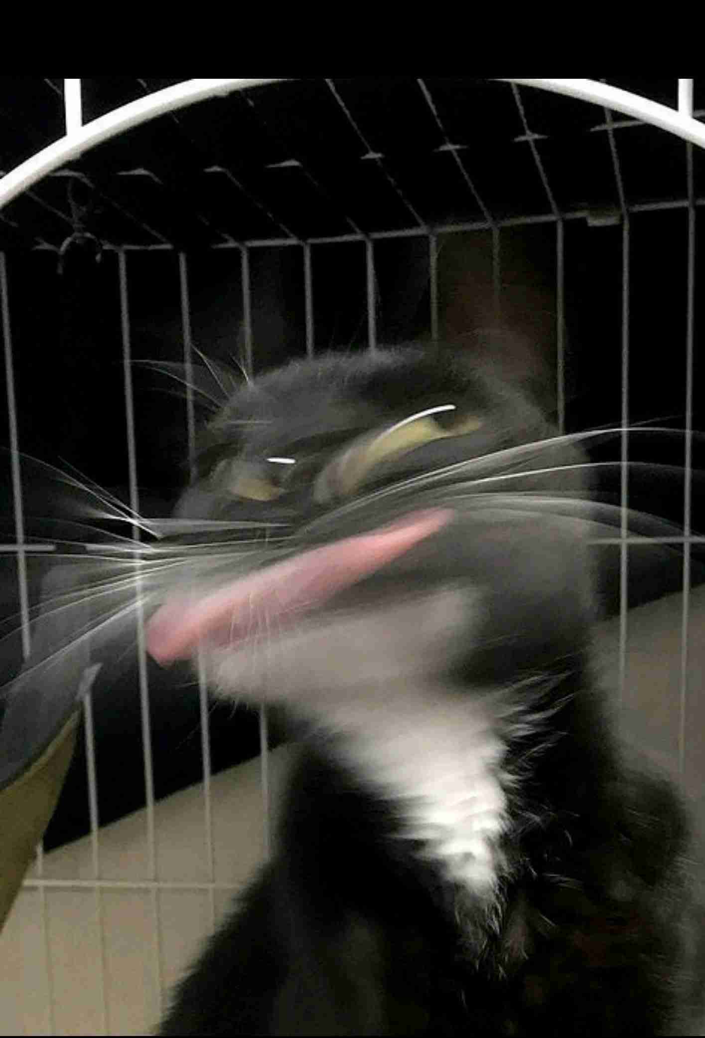 荒ぶる動物たち