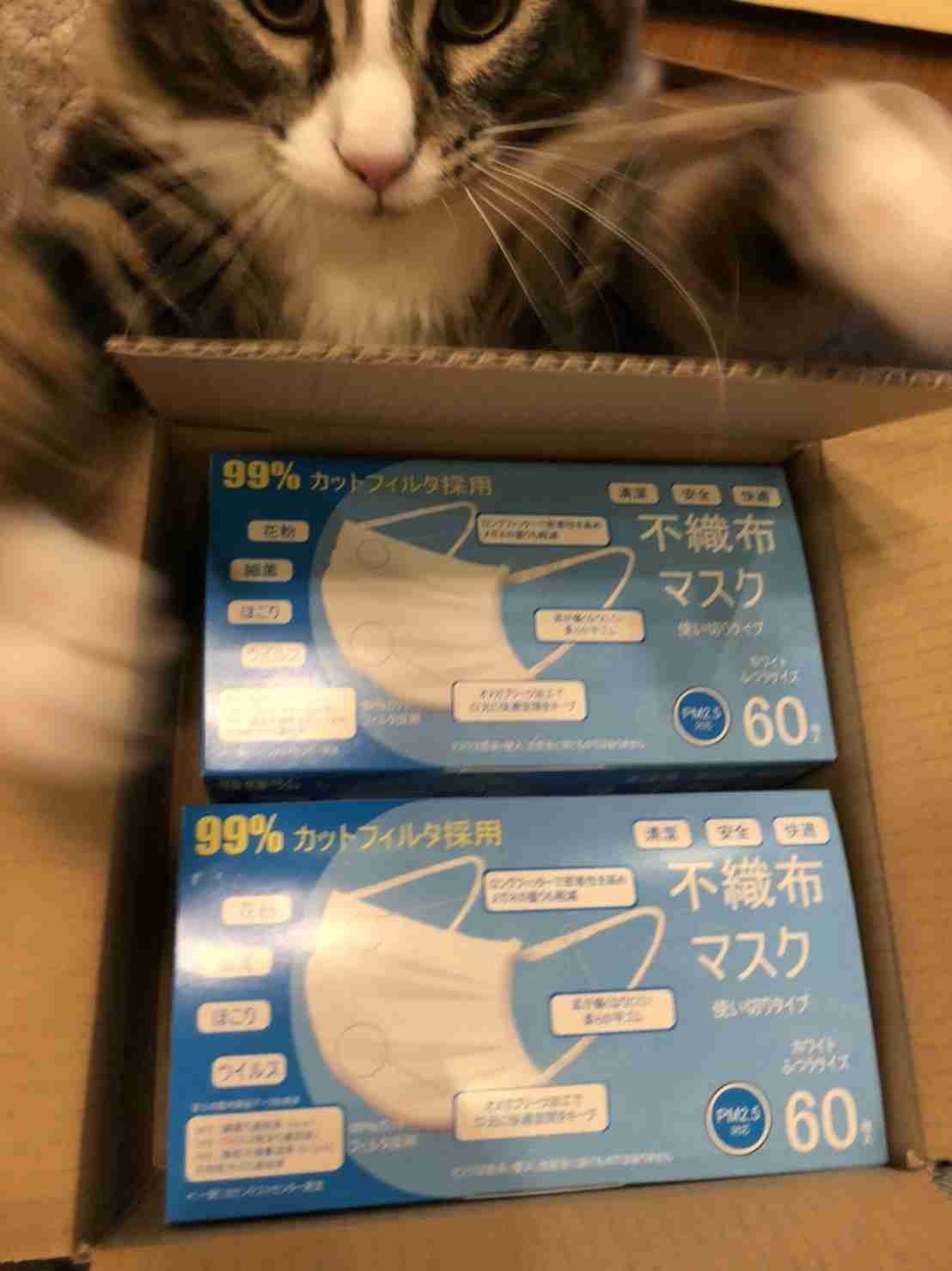 荒ぶる動物たち