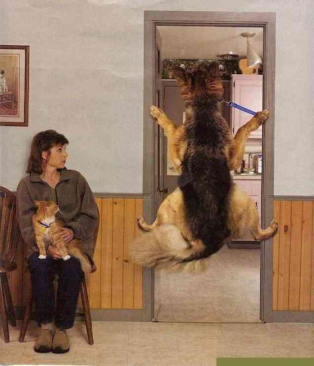 荒ぶる動物たち