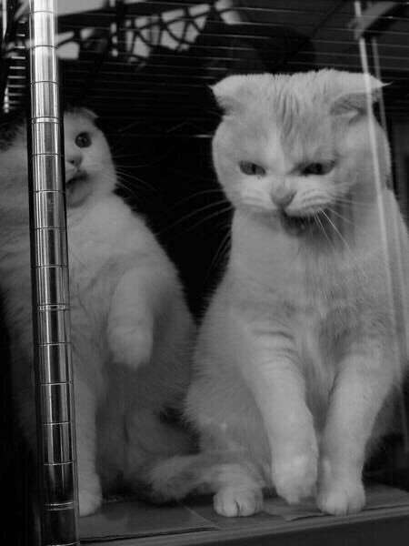 荒ぶる動物たち