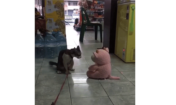 荒ぶる動物たち