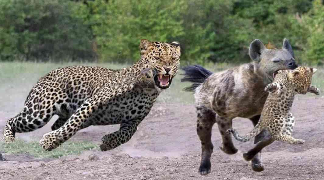 荒ぶる動物たち
