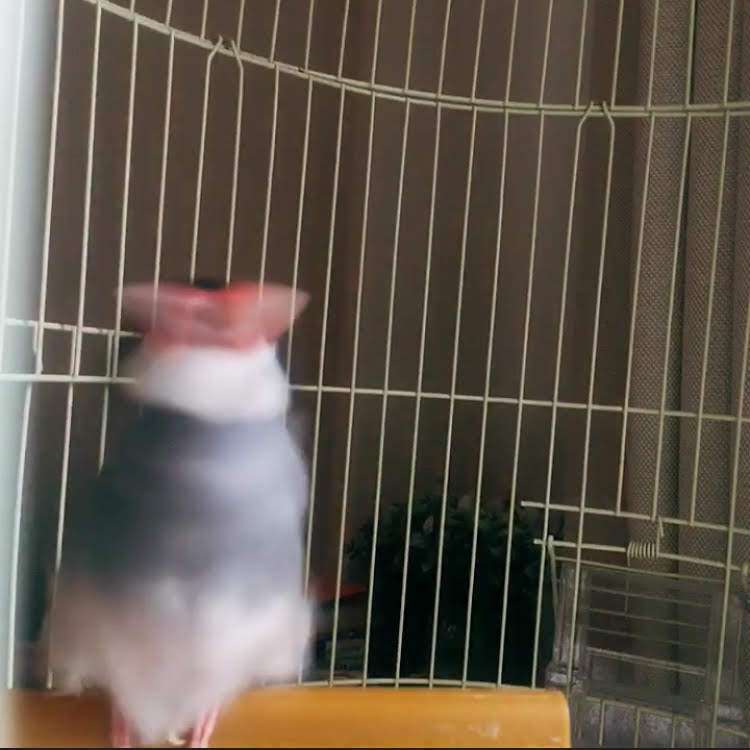 荒ぶる動物たち