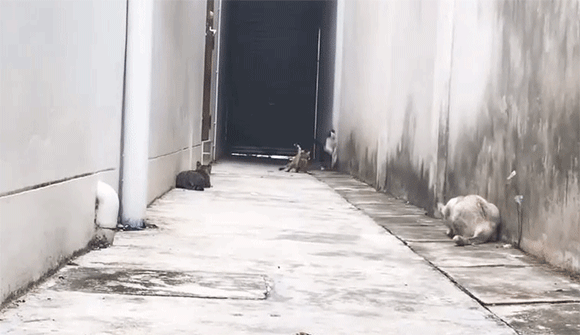 荒ぶる動物たち