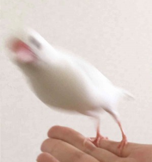 荒ぶる動物たち