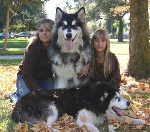 大型犬との暮らし