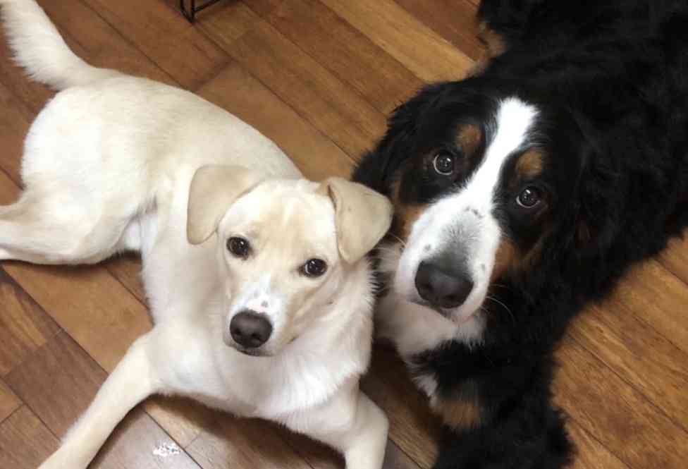 大型犬との暮らし