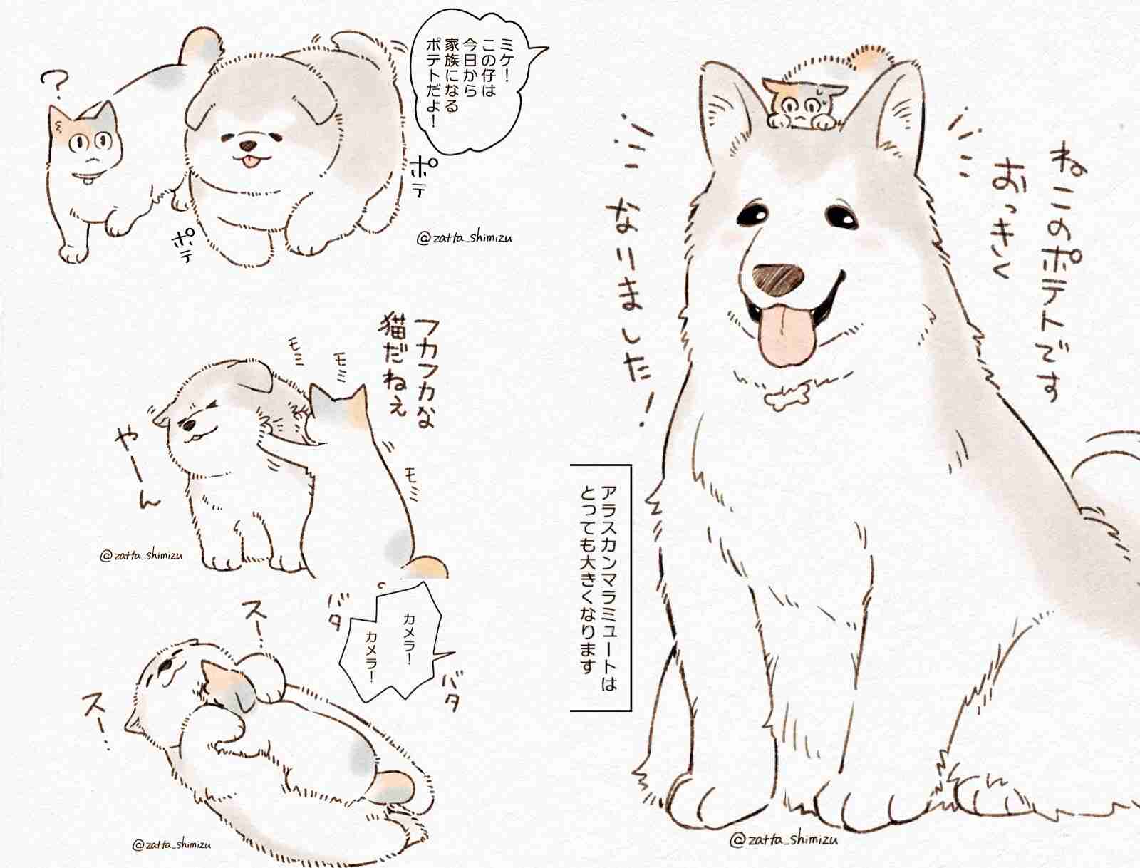 大型犬との暮らし