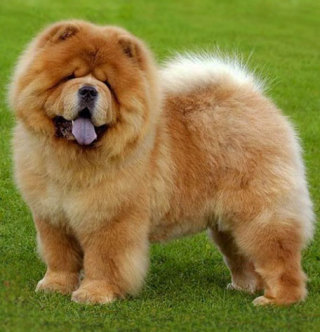 大型犬との暮らし