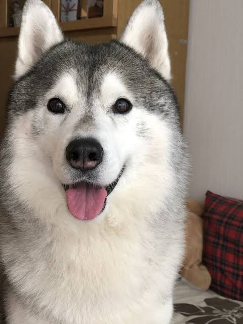 大型犬との暮らし