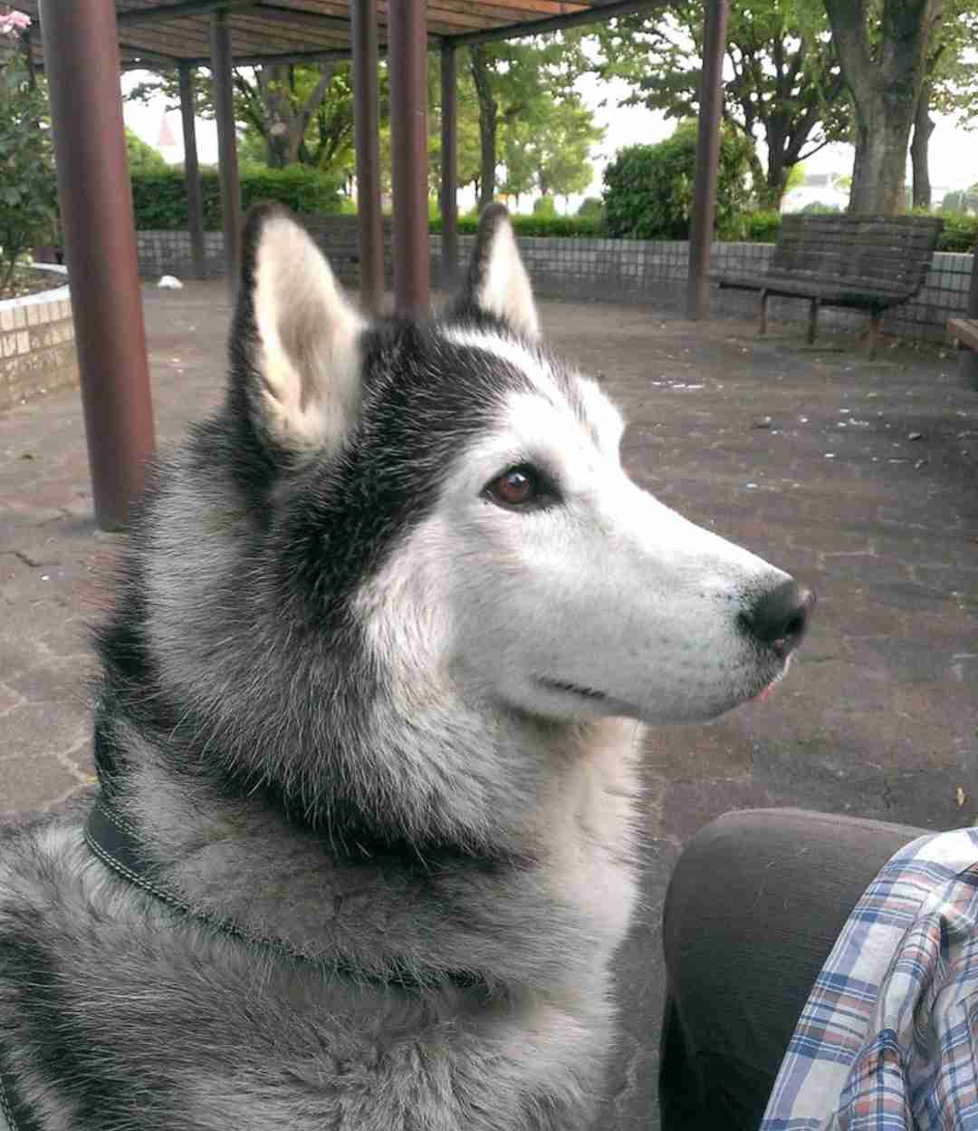 大型犬との暮らし
