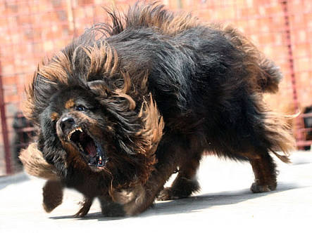 大型犬との暮らし