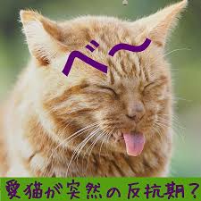 反抗期の子育てを楽しむ方法