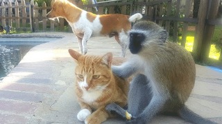 猫と動物たち