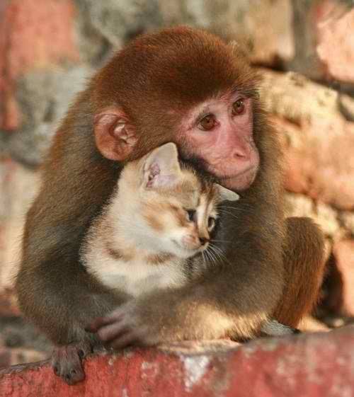 猫と動物たち