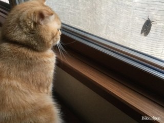 猫と動物たち