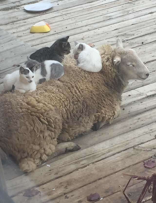 猫と動物たち