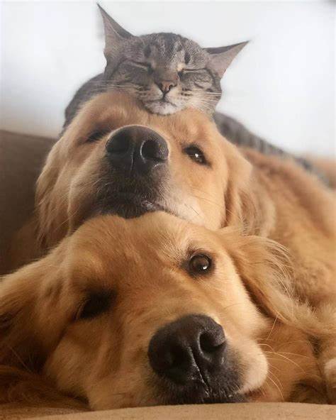 猫と動物たち