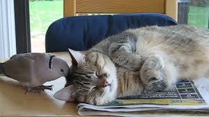 猫と動物たち