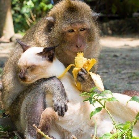 猫と動物たち