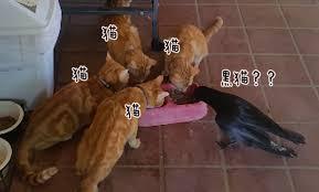 猫と動物たち