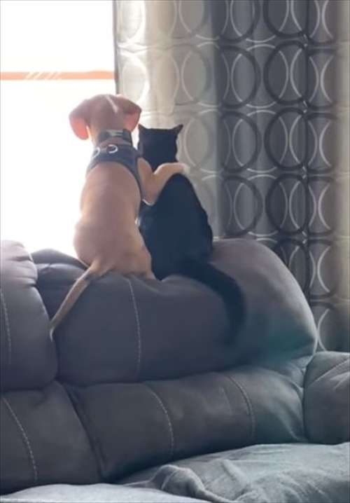 猫と動物たち