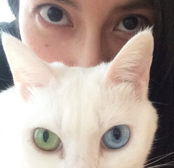 猫と動物たち