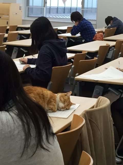 猫と動物たち