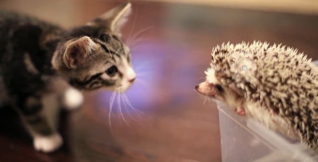 猫と動物たち