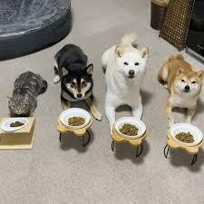 猫と動物たち