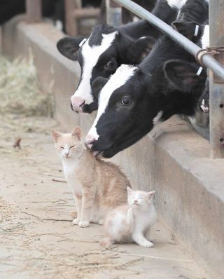 猫と動物たち