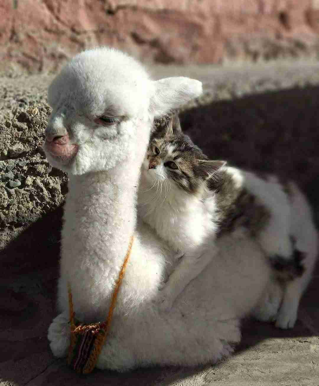 猫と動物たち