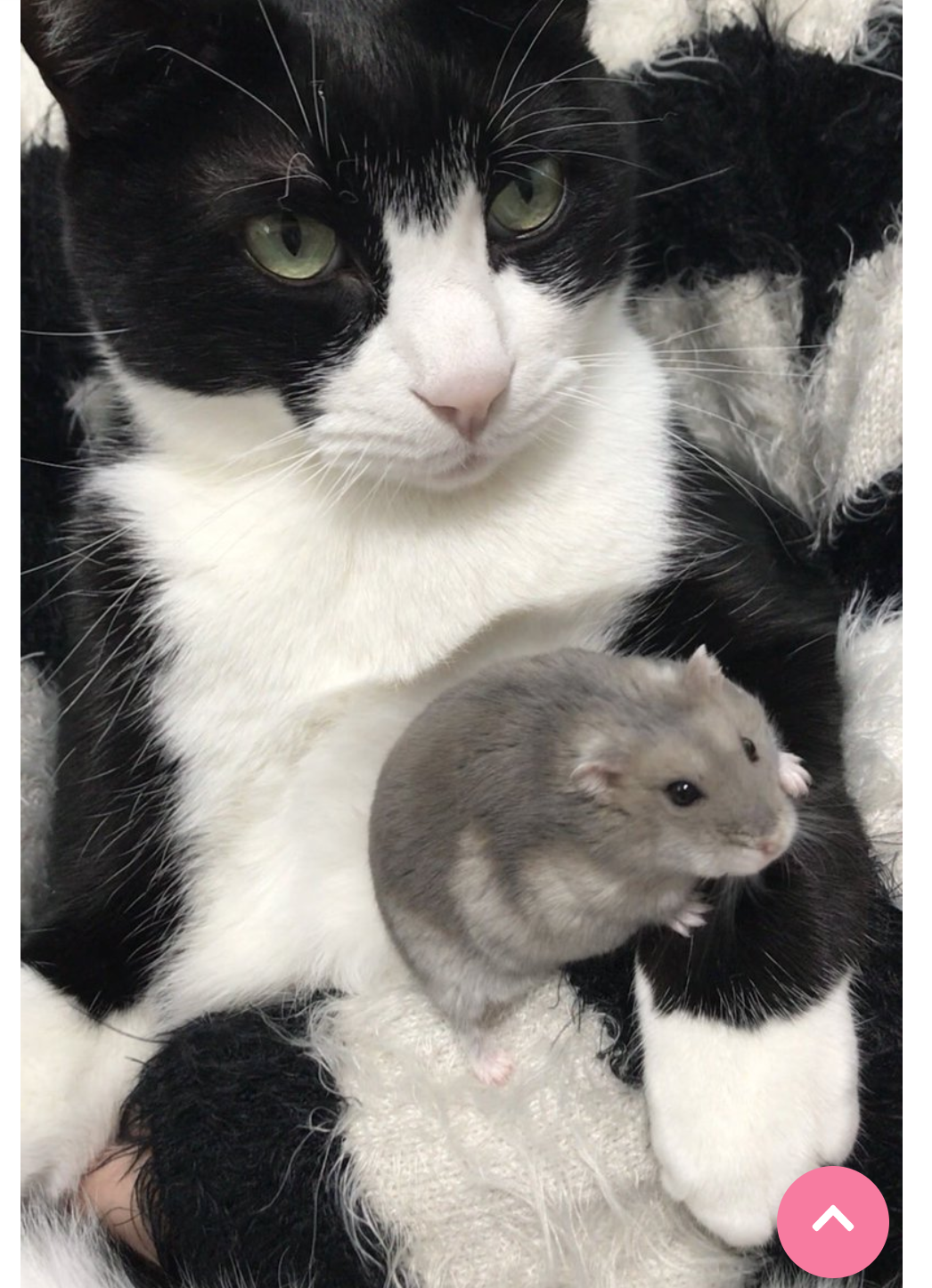猫と動物たち