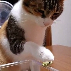 猫と動物たち