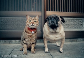 猫と動物たち