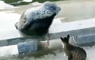 猫と動物たち