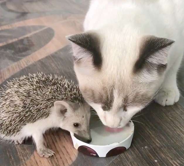 猫と動物たち