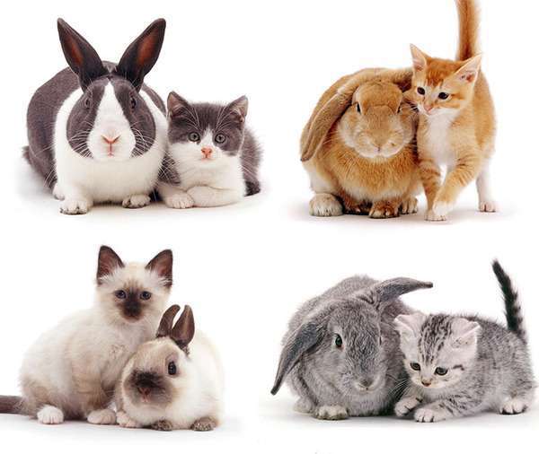 猫と動物たち