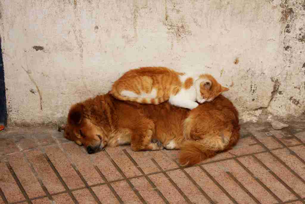 猫と動物たち