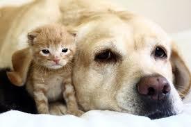 猫と動物たち