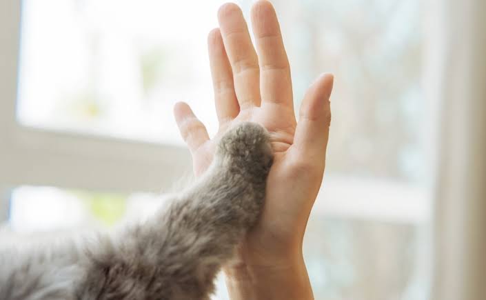 猫と動物たち