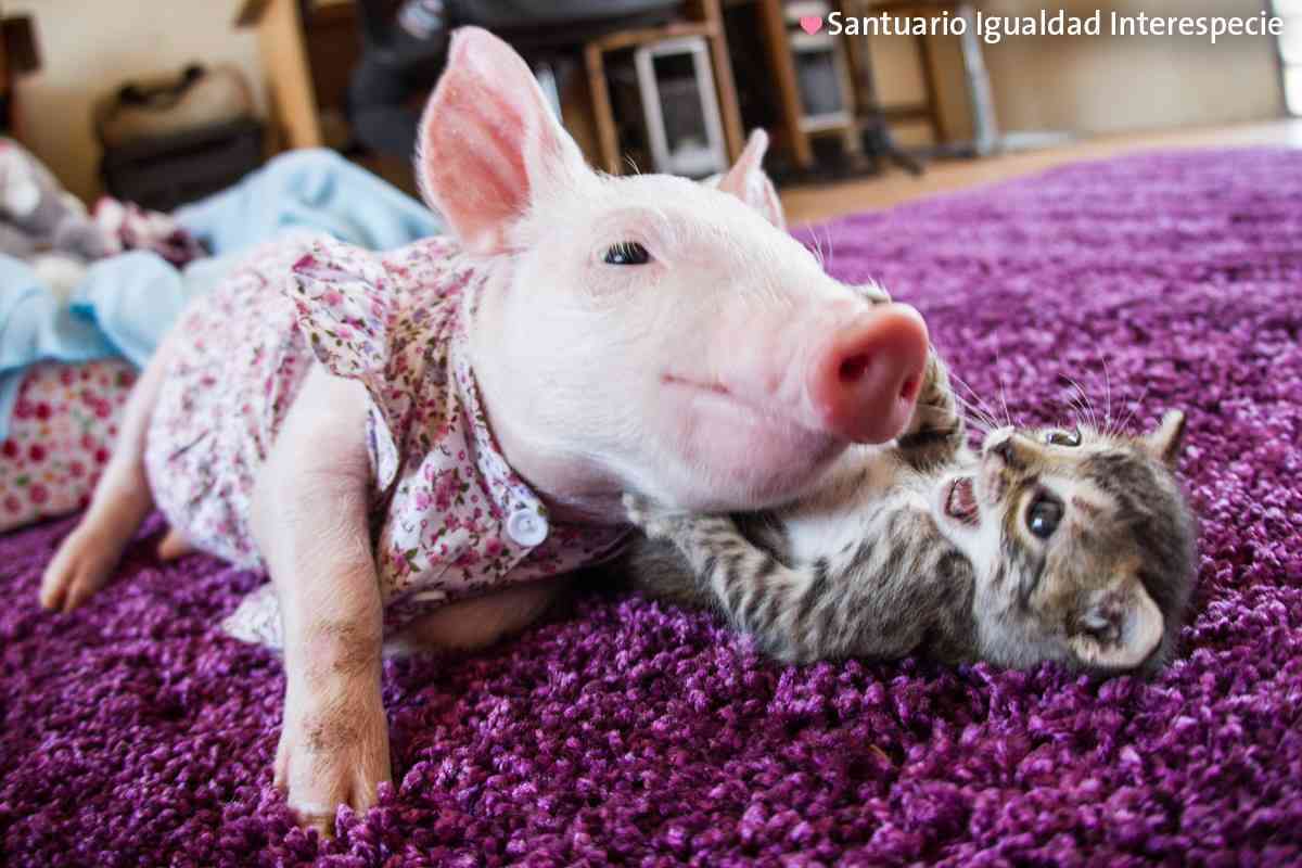 猫と動物たち