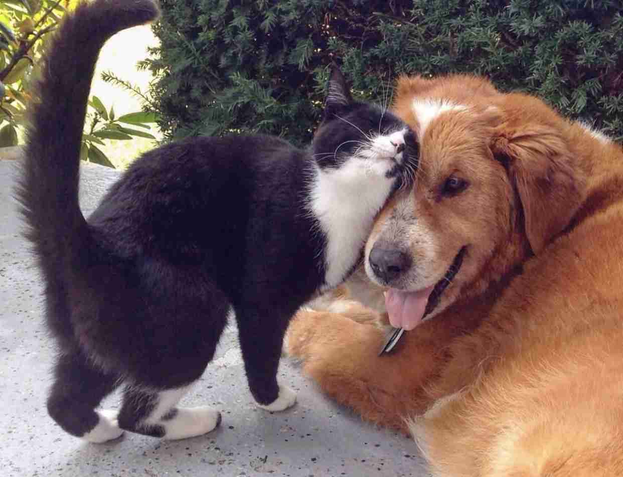 猫と動物たち