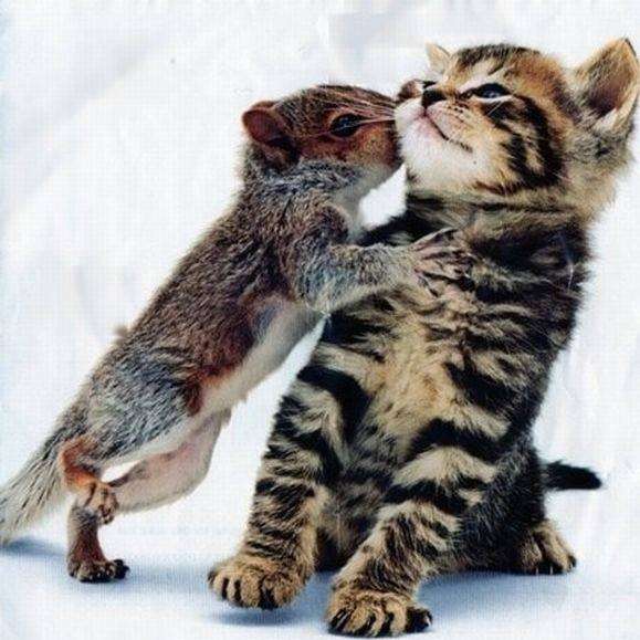猫と動物たち