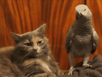 猫と動物たち